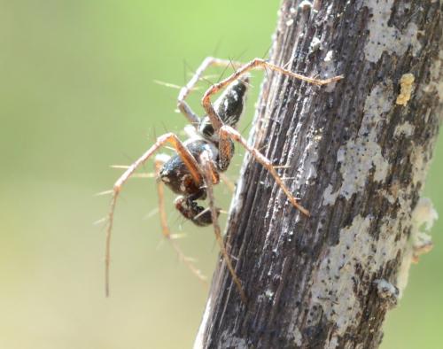 Oxyopes sp.
